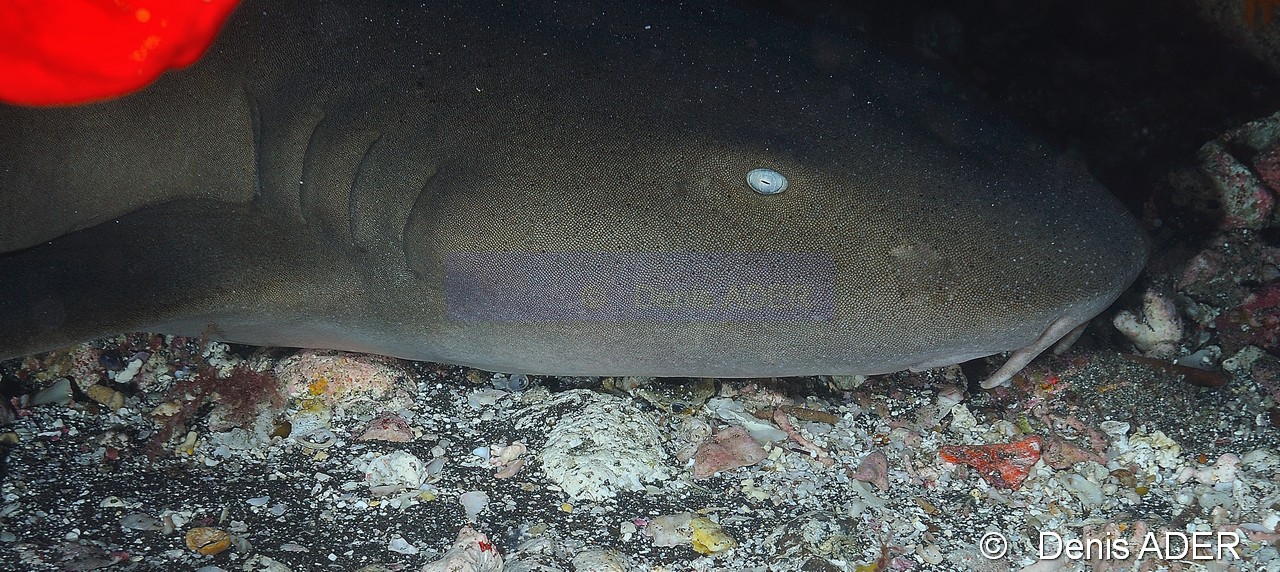 Ginglymostoma cirratum Requin nourrice atlantique-Cap-Vert-Pointe Flamengo-7m-20150410-Denis-ADER-DSC_0132_tn.jpg